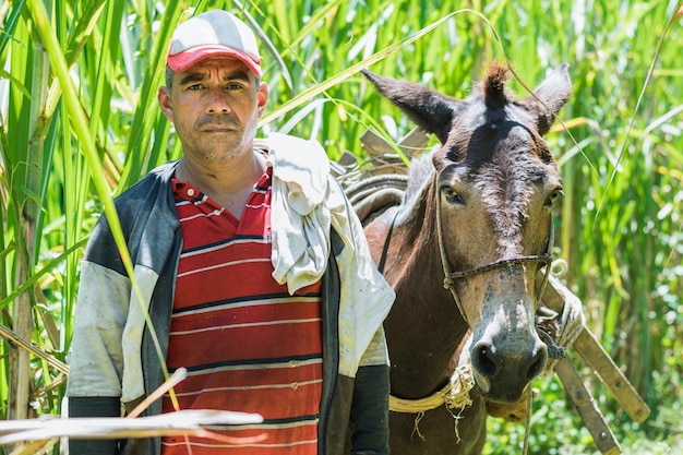 Colombian peasant sugar cane farmer standing with his mule finishing his day's work after working