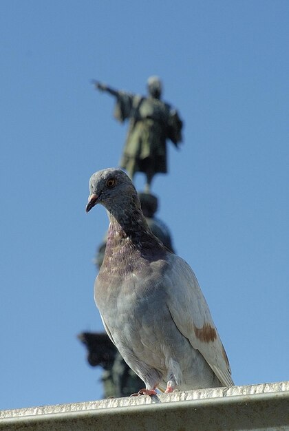 Colon standbeeld