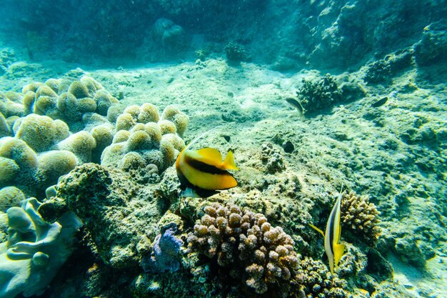 Photo colonies of the corals and heniochus fish at coral reef in red sea