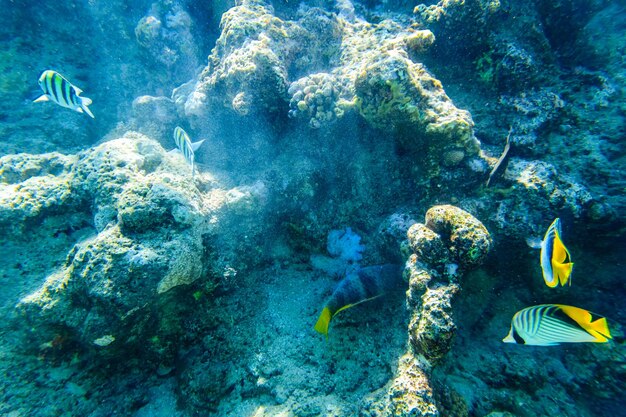Foto colonie di coralli e pesci tropicali sulla barriera corallina del mar rosso