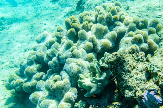 紅海のサンゴ礁のサンゴ Turbinaria のコロニー