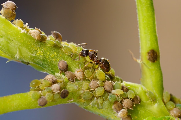 庭の植物のアブラムシとアリのコロニー