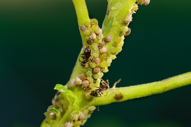 A colony of aphids and ants on garden plants