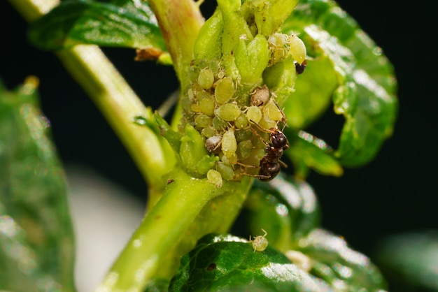 Photo a colony of aphids and ants on garden plants