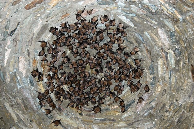 Photo colony of bats in underground mine gallery