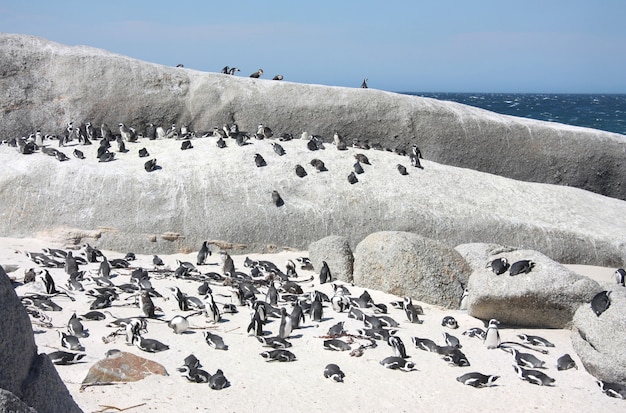 岩ペンギンのコロニー