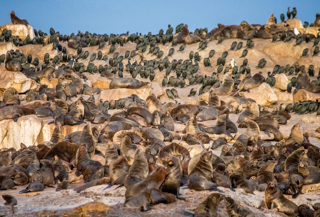 Colony of brown fur seals Arctocephalus pusillus on an island in the open sea False Bay South Africa