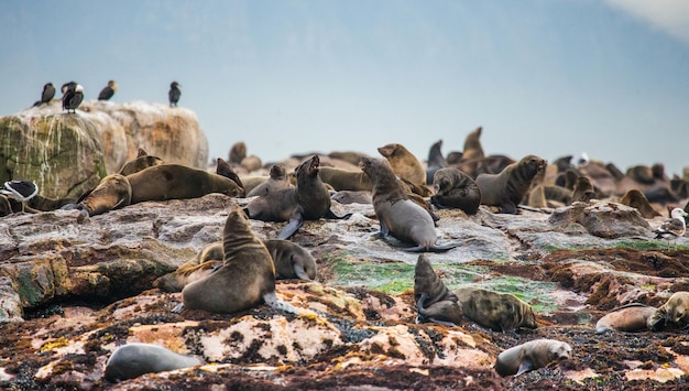 남아프리카 공화국 거짓 만(False Bay)에 있는 섬에 있는 갈색 물개 무리 Arctocephalus pusillus