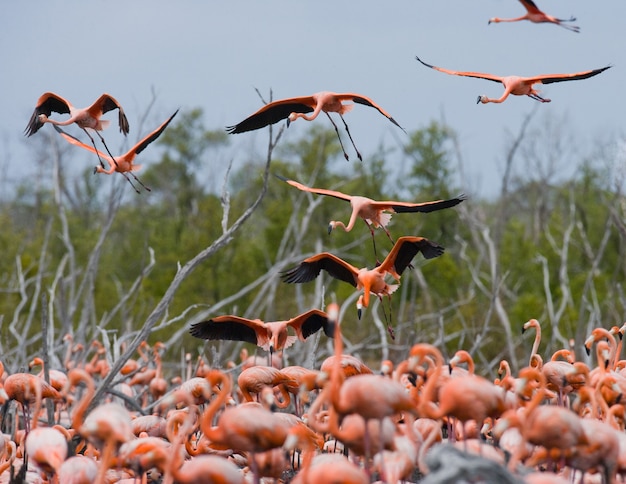 Colony of the Caribbean flamingo