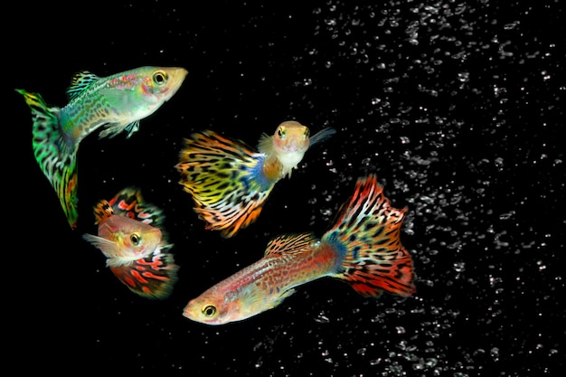 Photo colony of colorful guppy fish isolated on black