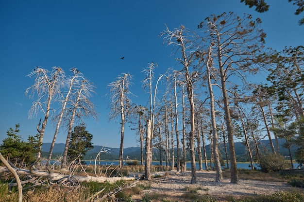 Colony of cormorants on a dead pine trees Batak lake Bulgaria