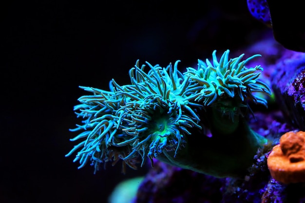 ダンカン LPS サンゴのコロニー - Duncanopsammia axifuga