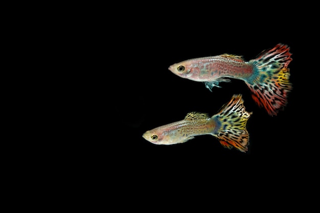 Colony guppy fish isolated on black background