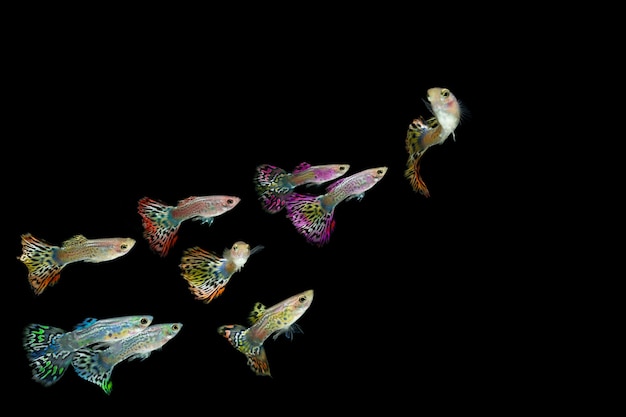 Photo colony guppy fish isolated on black background