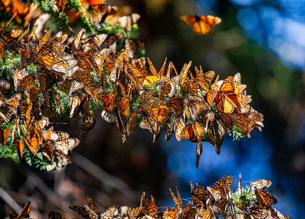 Колония бабочек-монархов Danaus plexippus сидит на сосновых ветвях в парке Эль-Росарио, заповеднике Биосфера Монарка Ангангео, штат Мичоакан, Мексика