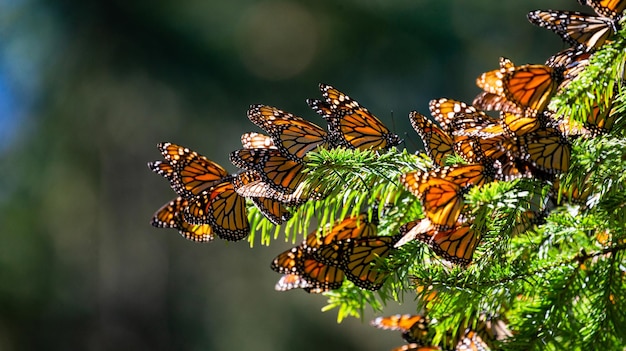 Monarch 나비 Danaus plexippus의 식민지는 Biosfera Monarca Angangueo State of Michoacan Mexico의 공원 El Rosario Reserve의 소나무 가지에 앉아 있습니다.