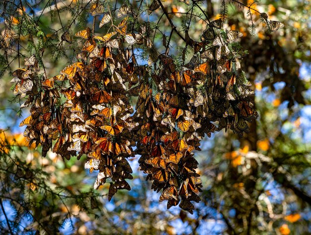 Colony of Monarch butterflies Danaus plexippus are sitting on pine branches in a park El Rosario Reserve of the Biosfera Monarca Angangueo State of Michoacan Mexico