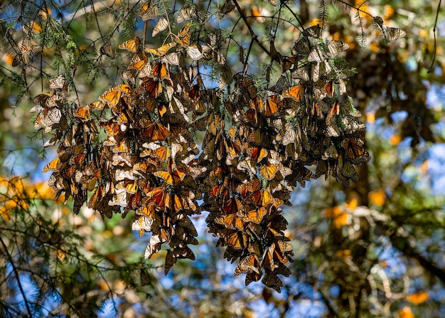 Monarch 나비 Danaus plexippus의 식민지는 Biosfera Monarca Angangueo State of Michoacan Mexico의 공원 El Rosario Reserve의 소나무 가지에 앉아 있습니다.