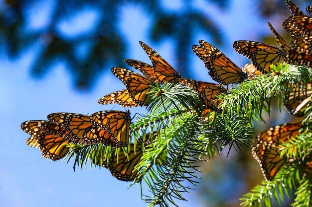 Monarch 나비 Danaus plexippus의 식민지는 Biosfera Monarca Angangueo State of Michoacan Mexico의 공원 El Rosario Reserve의 소나무 가지에 앉아 있습니다.