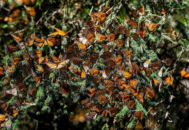 Monarch 나비 Danaus plexippus의 식민지는 Biosfera Monarca Angangueo State of Michoacan Mexico의 공원 El Rosario Reserve의 소나무 가지에 앉아 있습니다.
