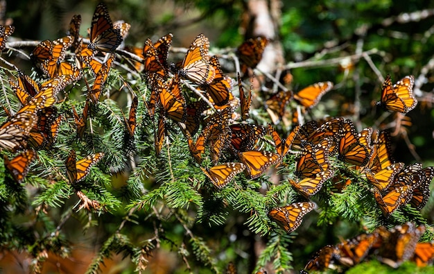 Колония бабочек-монархов Danaus plexippus сидит на сосновых ветвях в парке Эль-Росарио, заповеднике Биосфера Монарка Ангангео, штат Мичоакан, Мексика