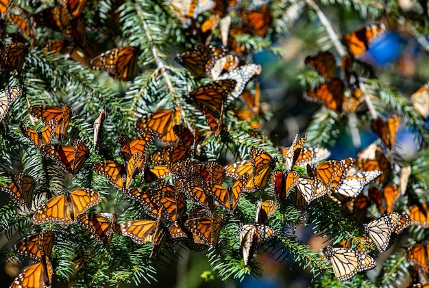 Колония бабочек-монархов Danaus plexippus сидит на сосновых ветвях в парке Эль-Росарио, заповеднике Биосфера Монарка Ангангео, штат Мичоакан, Мексика