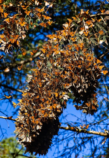 Колония бабочек-монархов Danaus plexippus на сосновых ветвях в парке Эль-Росарио Заповедник Биосфера Монарка Ангангео Штат Мичоакан Мексика