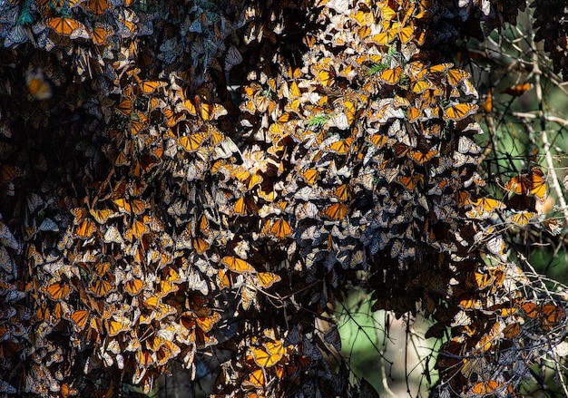 Colonia di farfalle monarca danaus plexippus sui rami di pino in un parco el rosario riserva della biosfera monarca angangueo stato di michoacan messico