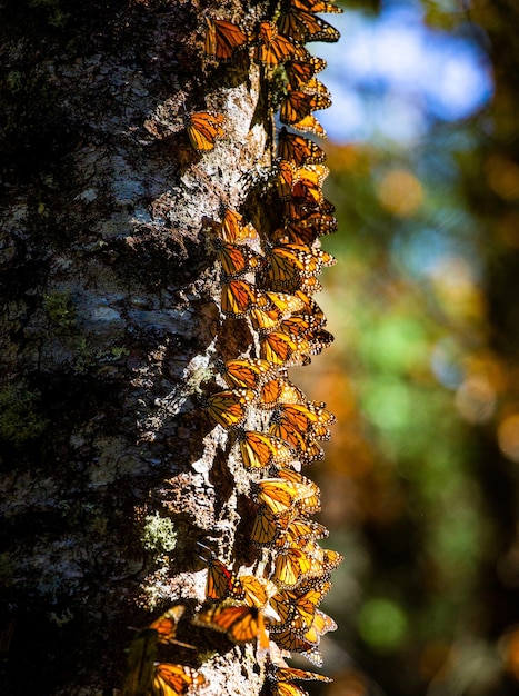 Колония бабочек-монархов Danaus plexippus на стволе сосны в парке Эль-Росарио Заповедник Биосфера Монарка Ангангео, штат Мичоакан, Мексика