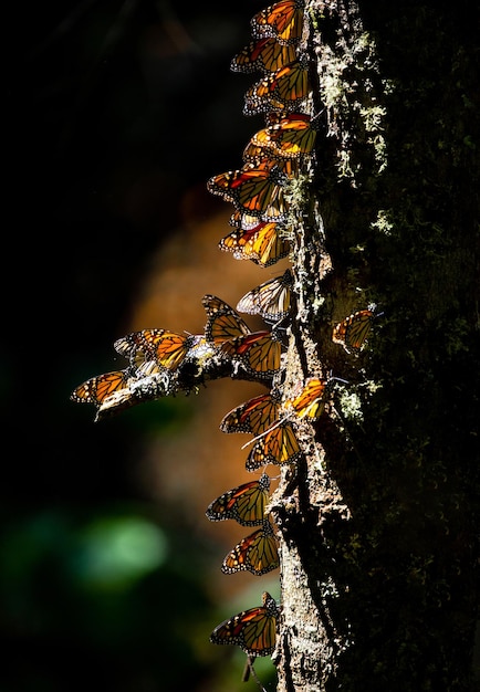 멕시코 미초아칸주 바이오스페라 모나르카 앙간구에오 공원 엘 로사리오 보호구역의 소나무 줄기에 있는 모나크 나비 군집 Danaus plexippus
