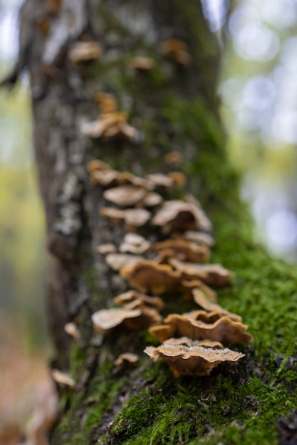 Colony of mushrooms growing on chestnut trunk