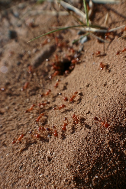 붉은 개미 무리가 풀 몇 가닥이 있는 고운 갈색 모래 위를 훨훨 날아다닙니다.