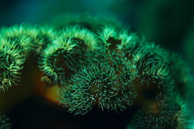 colony of sea anemones under water corals