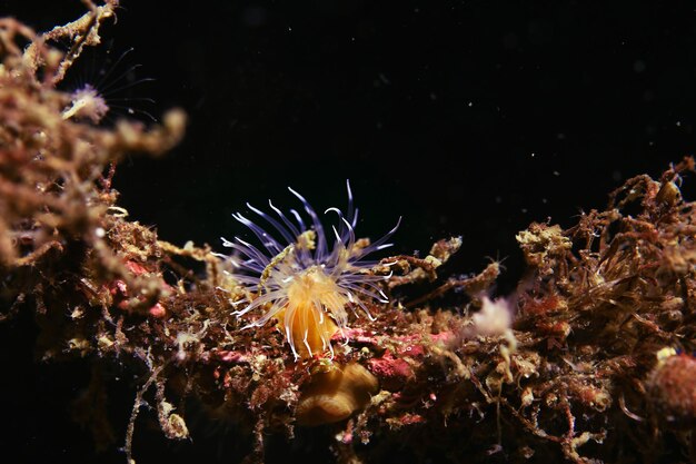 colony of sea anemones under water corals