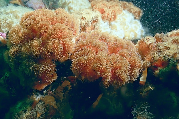 colony of sea anemones under water corals