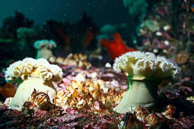 colony of sea anemones under water corals