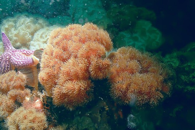 colony of sea anemones under water corals