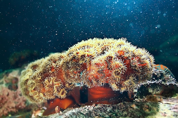 海洋アネモンのコロニー 水中のサンゴ