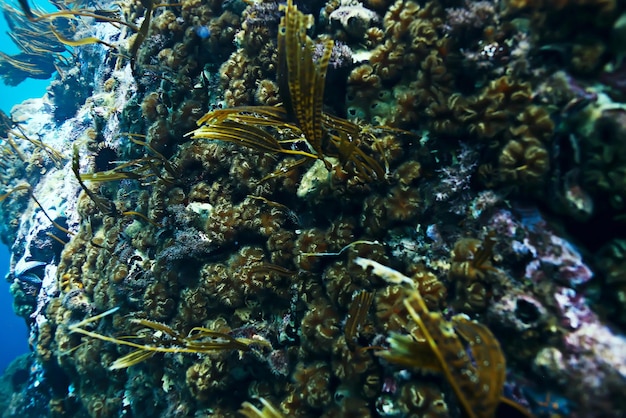 colony of sea anemones under water corals