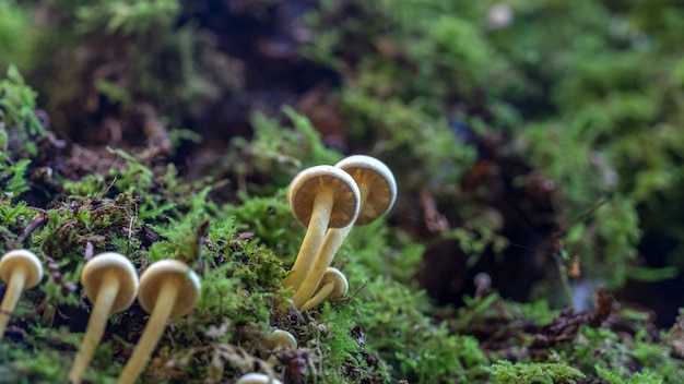 Colonia di piccoli funghi sull'albero nel muschio, foresta di sochi, russia