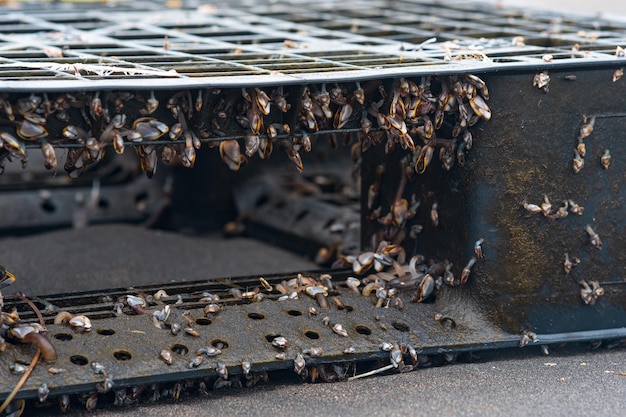 Colony of young marine organisms biofouling on floating anthropogenic debris floating discarded plastic pallet