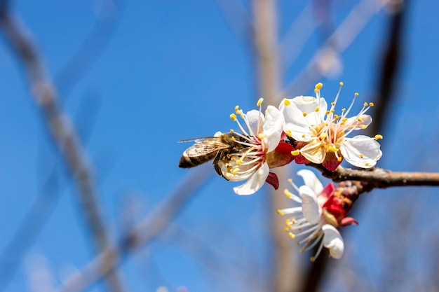 The color of apricot and the bee that pollinates it Spring and flowering apricot tree on a sunny day