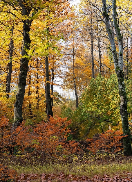 color autumn forest_ai_generated