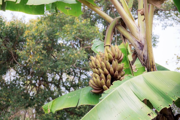 Color of banana on tree in farm at sky.