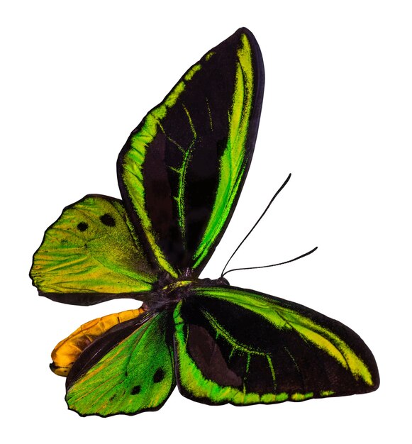 Foto farfalla di colore, isolata su sfondo bianco con tracciato di ritaglio, ornithoptera priamus.
