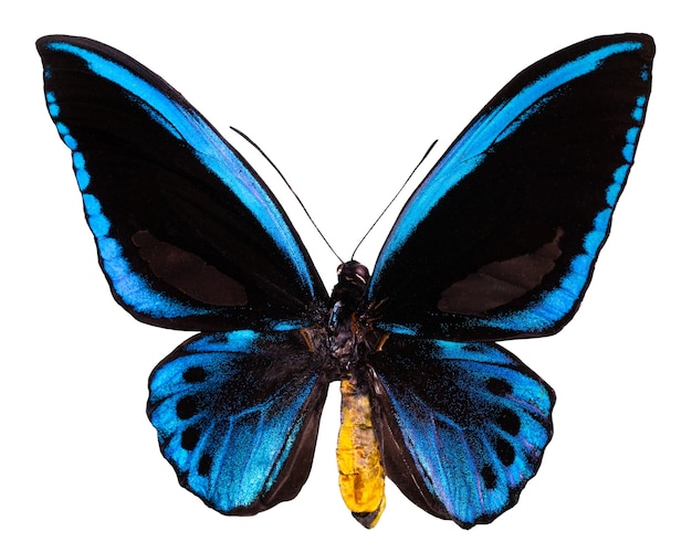 Цветная бабочка, изолированная на белом. Ornithoptera priamus.