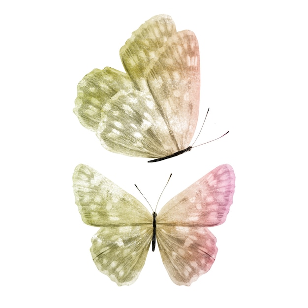 Color butterfly isolated