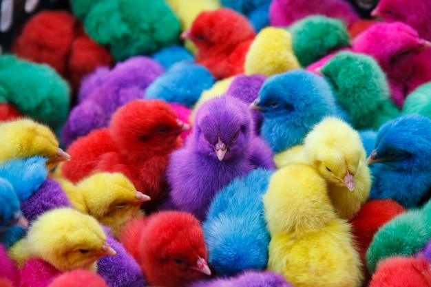 Color chicken