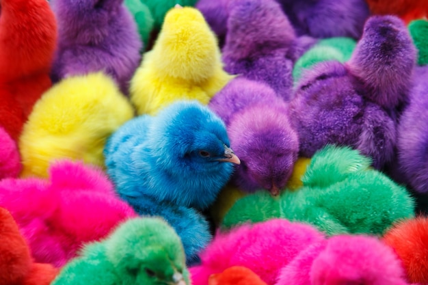 Color chicken