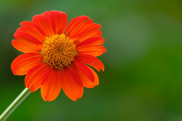 color and detail of orange flower